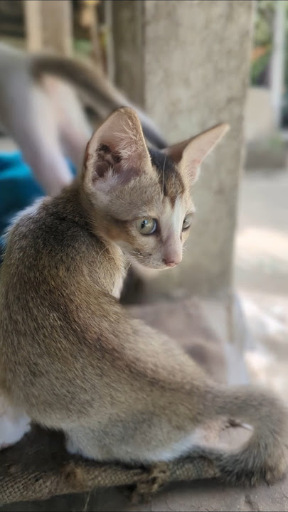 Eating a bowl of chasha to increase energy due to fear of cats #catfunny #shortfeed #shortsviral