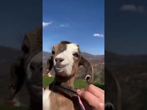 كم هو جميل الماعز ياكل فلبان ويمضغ