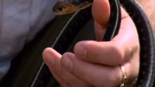 Rough Skinned Newt