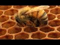 Honey Bee Removing Pollen mp3