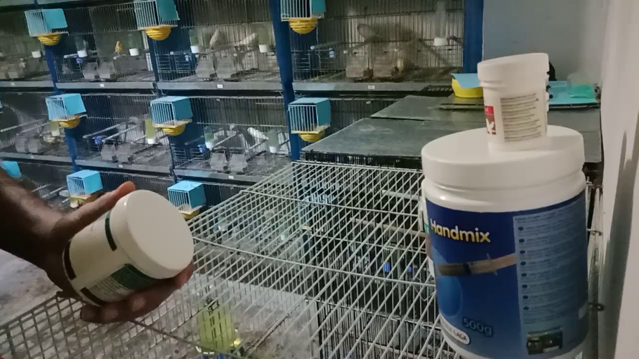 Quiko med :  مضاد حيوي طبيعي ضد البكتيريا والفطريات المعوية والكوكسيديا