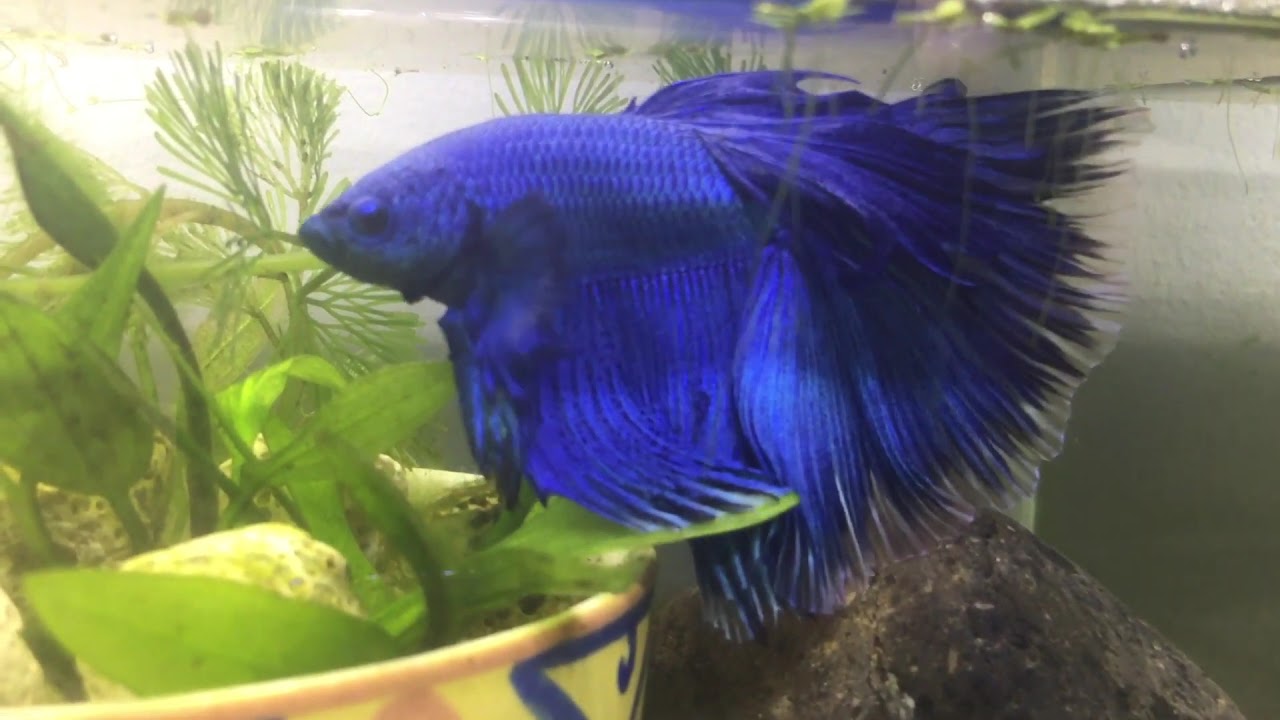 #BETTA 4 : HALFMOON BETTA MALE - YouTube