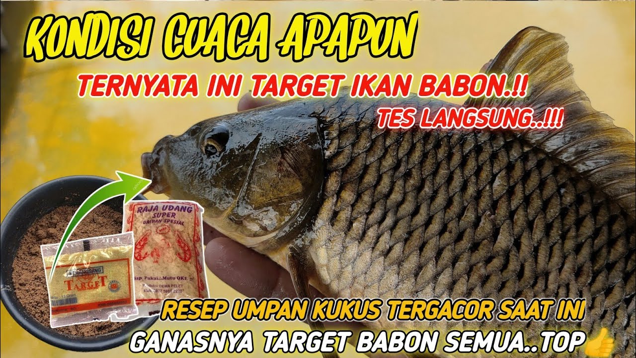 UMPAN IKAN MAS ANDALAN TERJITU ‼️RACIKAN UMPAN MANCING IKAN MAS BABON HARIAN SUSAH MAKAN