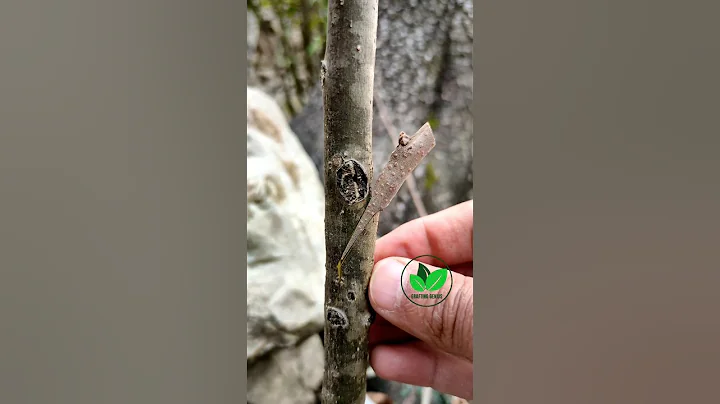 How to graft persimmon tree in spring easy techniques #grafting #fruits #plants #diy
