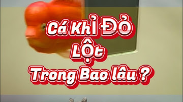 Cá la han khỉ đỏ lột trong bao lâu ? #GBH