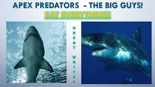 Ocean Food Web and Pollution