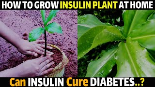 HOW TO GROW INSULIN PLANT FROM CUTTINGS | How to Grow INSULIN PLANT | How To Propagate INSULIN PLANT