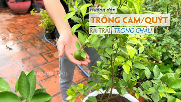 Hướng dẫn đầy đủ cách trồng các loại cây có múi (cam,quýt) ra trái trong chậu