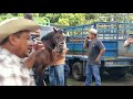 Caballos y Potrancas en Nueva Guadalupe San Miguel El Salvador On