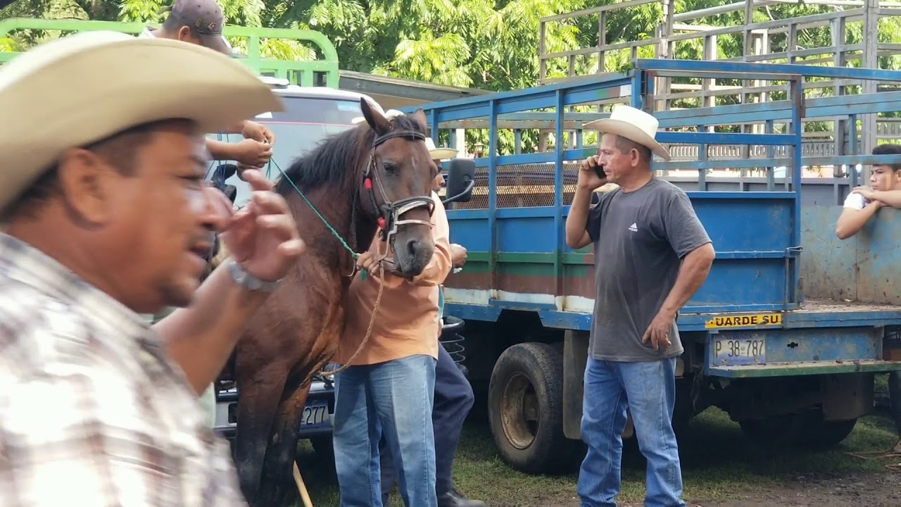 Caballos y Potrancas en Nueva Guadalupe San Miguel El Salvador On