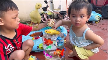 Thỏ Vlog Hà Sam Tìm con vịt , cá sấu , rùa , cá chép koi , cá 7 màu , các loại cá, trộn tất cả cá