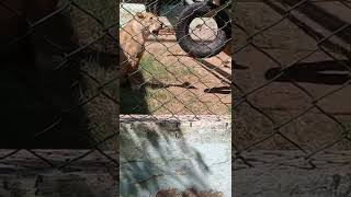 Leão , Zoológico De Canindé Ceará.