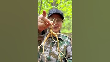 Can Ginseng Really Escape?