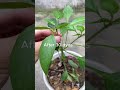 How To Make Chilli Plants Grow Many Branches Shorts How To Make Chilli Plants Grow Many Branches Shorts