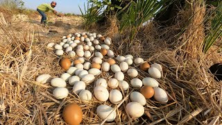 OMG ! Collect a lot of duck eggs on the straw near the tree trunk