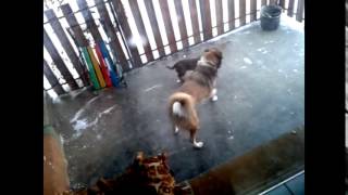 combo vine #54