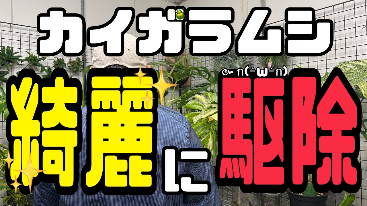 放置すると地獄。カイガラムシ、こうやって終わらせます。