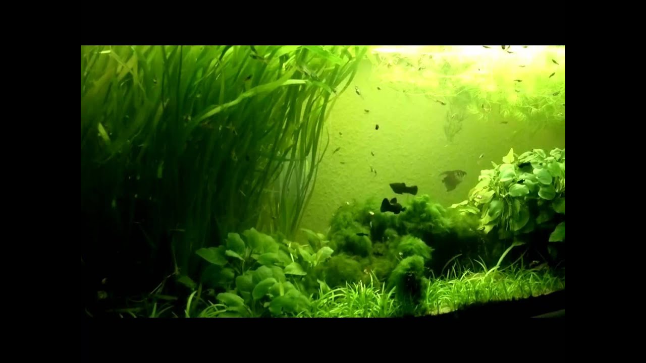 Fishtank-HipHop (with Fender stratocaster lonestar deluxe in the background)