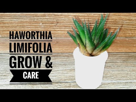 Succulent Haworthia Limifolia Plant Grow And Caring Tips