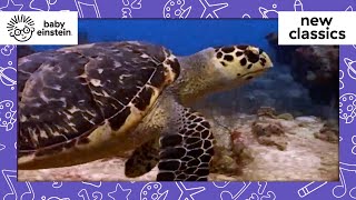 Animals of the Coral Reef | New Classics | Baby Einstein | Learning Show for Toddler | Kids Cartoons by Baby Einstein 26,896 views 1 month ago 5 minutes, 56 seconds