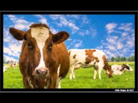 Spijkers Met Koppen - Philip Freriks - Louis van Gaal