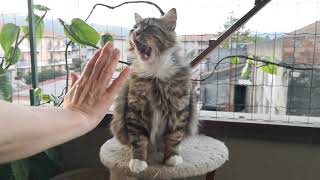 Haru Prova La Nuova Scaletta... E Mangia - Haru Tries The New Ladder ... And Eats