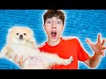 OS PRESENTO A MI NUEVO PERRO! **no clickbait**