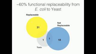 A Kachroo: Deciphering common principles governing gene replaceability in yeast.