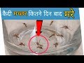 Experiment With Mosquito || मच्छरों को उम्र कैद || FWS - FunWithScience