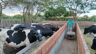 NENÉM COMEÇA A FAZER A SUA SILAGEM. NAS CORRERIA TOMANDO CONTA DE VACA TUDO DE UMA VEZ.