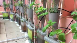 Гидропонная установка UNIFARMS Гидропонная установка UNIFARMS