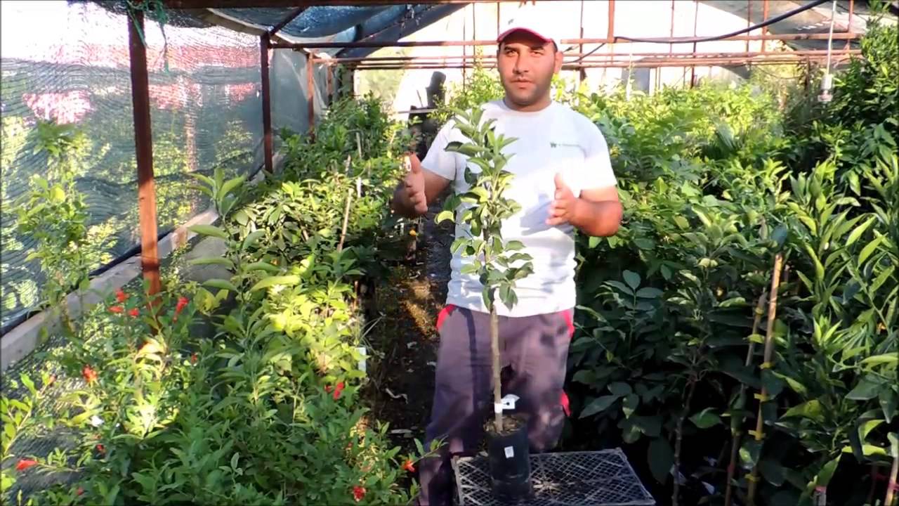 Pink Lady Elma Çeşidi Özellikleri ve Sertifikalı Meyve Fidanı Satışı