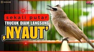 🛑TERAPI WAJIB🛑TRUCUKAN GACOR ROPEL PANJANG JERNIH | PANCINGAN TRUCUKAN BAHAN CEPAT NYAUT BUNYI GACOR