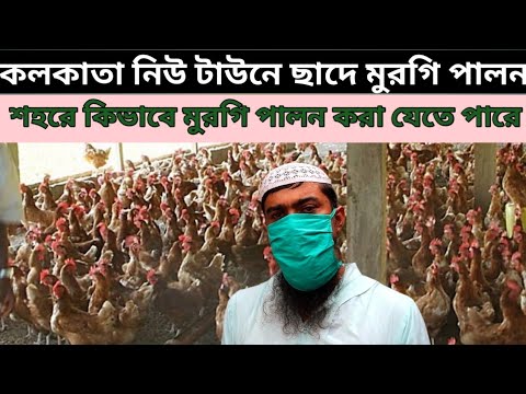 কলকাতা নিউ টাউন এর বুকে ছাদে মুরগি পালন //ছাদে সত্যি কি মুরগি পালন করা যায়