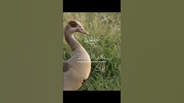 تلاوة خاشعة و هادئة تريح القلب❤️