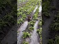 коты грязелечебном курорте