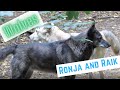 Wolves “Frozen in Love” starring Ronja and Raik