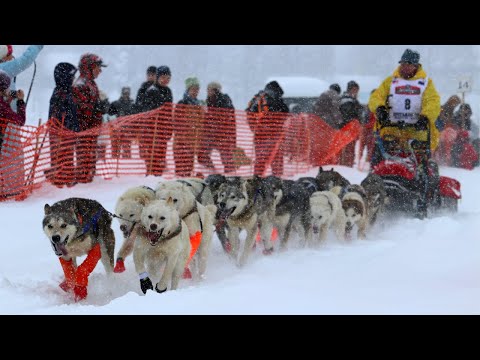 Видео: Iditarod Start возобновляет дебаты о благополучии ездовых собак