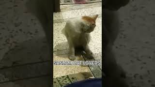 Funny  Video Trance#cat #catlover #funny #cute #cute cat