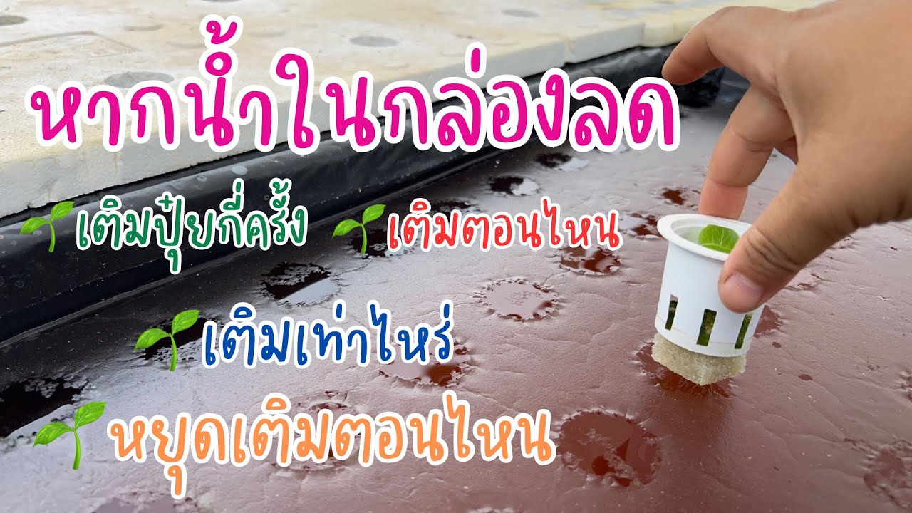 เติมปุ๋ยยังไงให้พอดี หากไม่มีเครื่องมือวัดค่า EC เมื่อน้ำในกล่องปลูกลดลง #ผักไฮโดรโปนิกส์