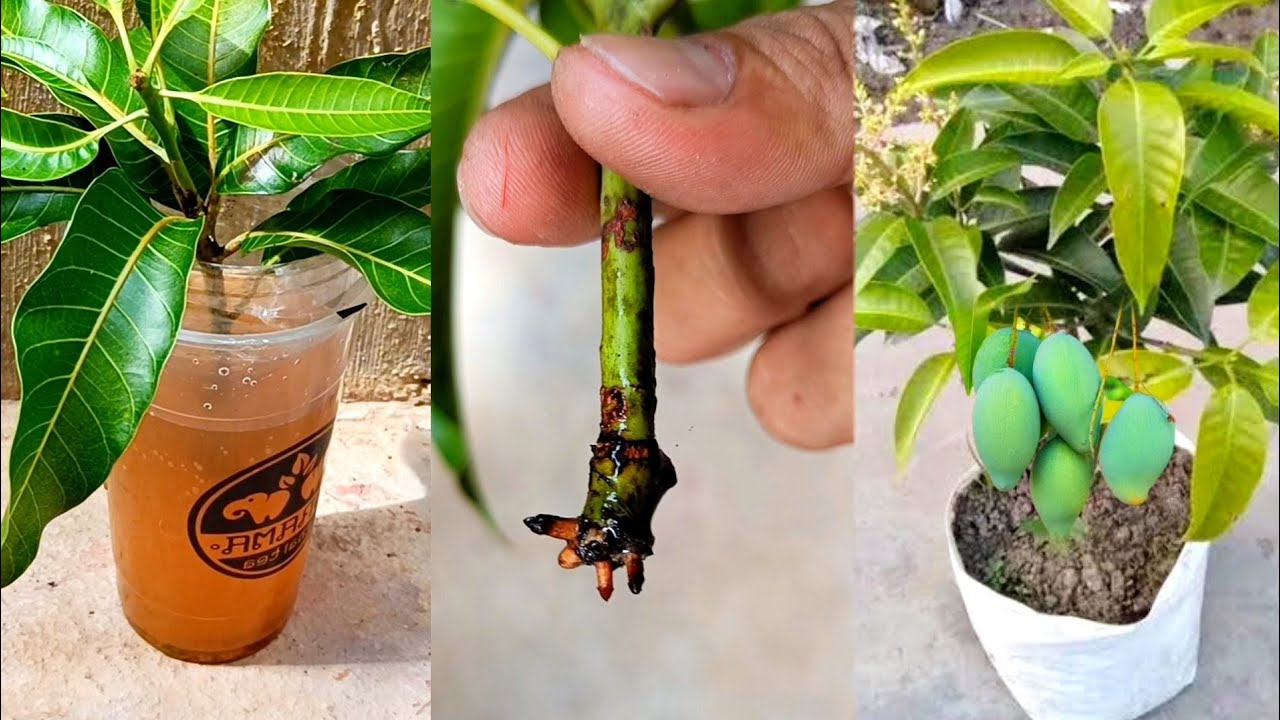 How to Grow Mango Tree From Cutting In Water | Best Natural Rooting