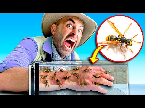 STUNG by 200 ANGRY YellowJackets!