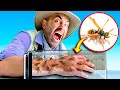 Stung by 200 angry yellowjackets