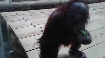 Toledo Zoo orangs
