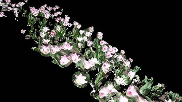 Photogrammetry - Tulips test number 1 (Pix4Dmapper)