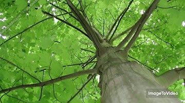 InVideo   JOB ID  2487937pprenderfs 16061359378331