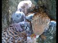 Surrogate Kestrel Chick Investigated by Female | Nestcam Stories