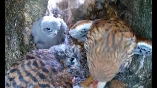 Surrogate Kestrel Chick Investigated by Female | Rescued & Returned to the Wild | Robert E Fuller