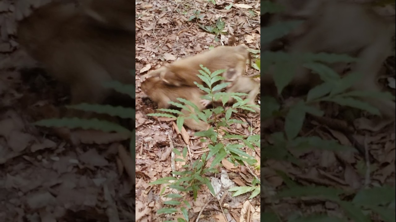 Amanda playing with little monkey 🐒🐵 so hard 