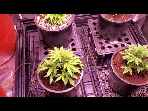 Day 9 and 20 autoflower LED grow update Coco feed daily
